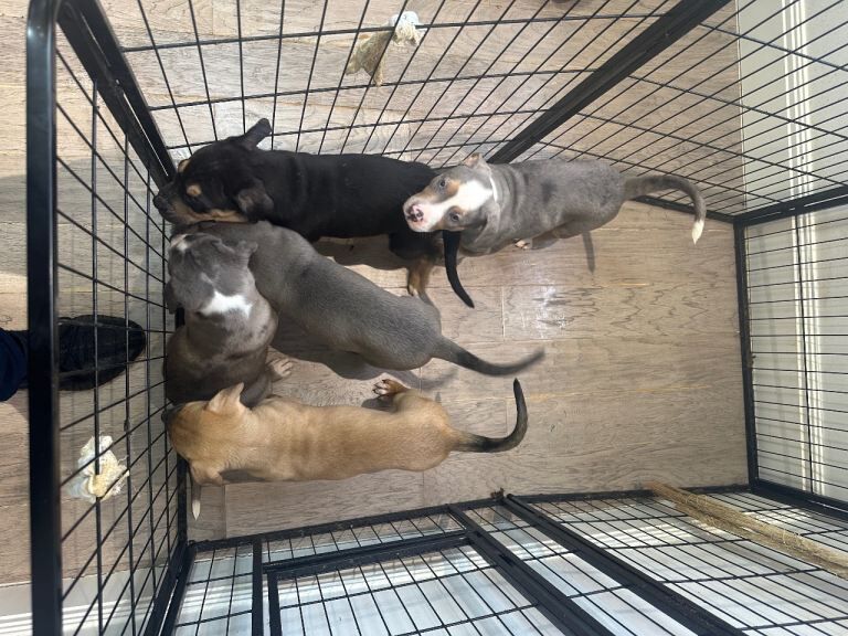 Mastiff x staffy - Image 2 of 5