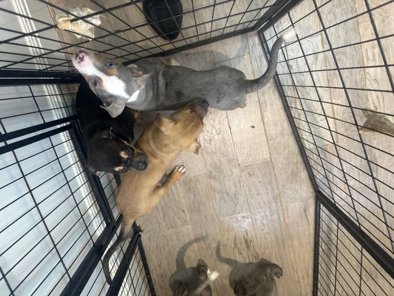 Mastiff x staffy - Image 3 of 5