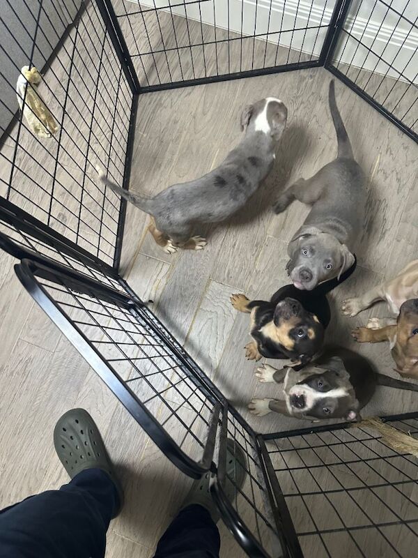 Mastiff x staffy - Image 4 of 5