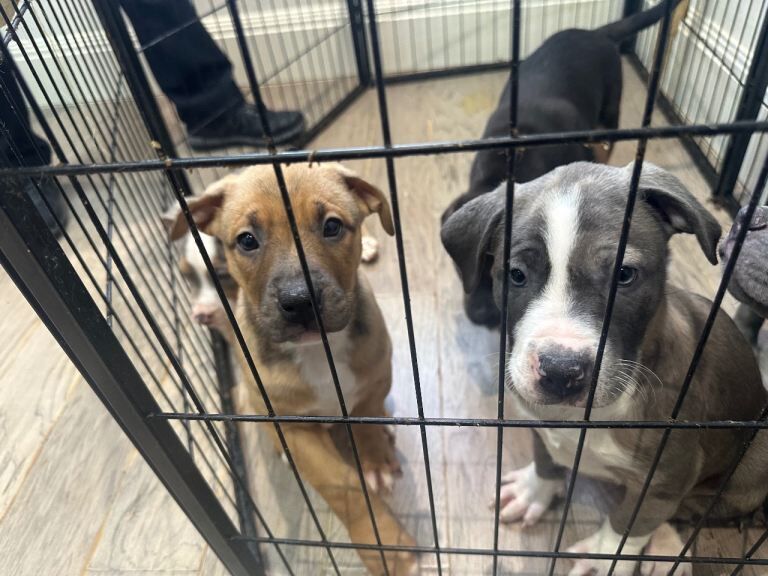 Mastiff x staffy - Image 5 of 5