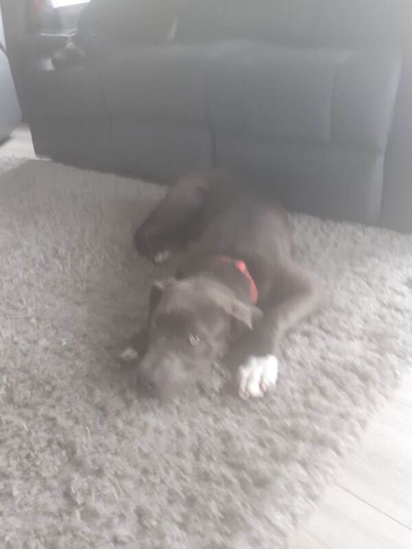 Mastweiller puppy - Image 2 of 4