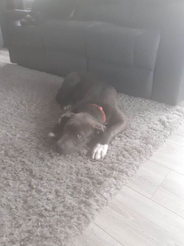 Mastweiller puppy - Image 3 of 4