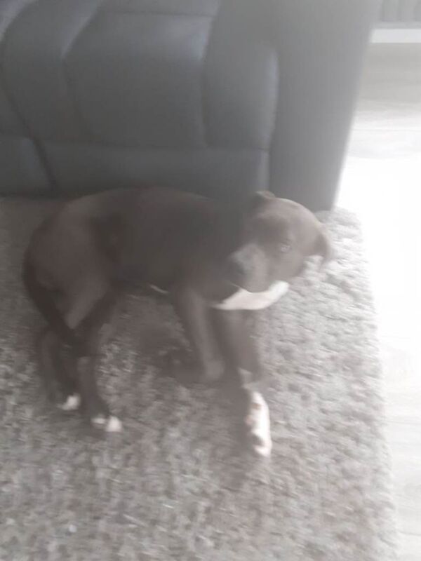 Mastweiller puppy - Image 4 of 4