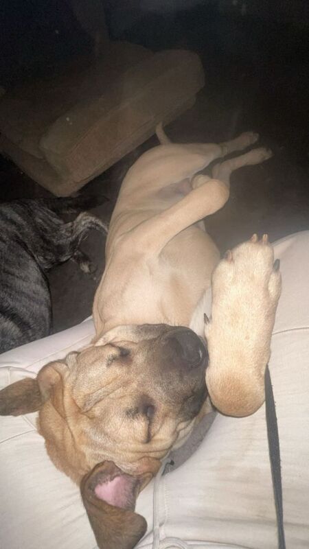 Meet start boy a Labrador mastiff x Staffie - Image 3 of 3