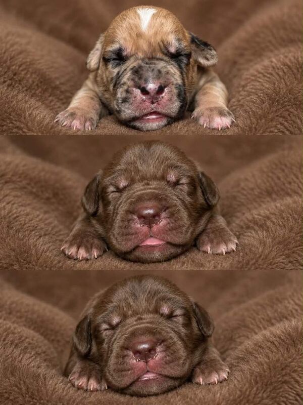 North American mastiff X boerboel
