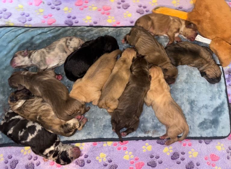 North American mastiff X boerboel - Image 2 of 3