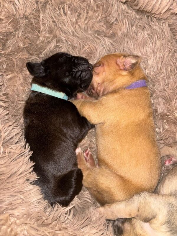 North American mastiff X boerboel - Image 3 of 3