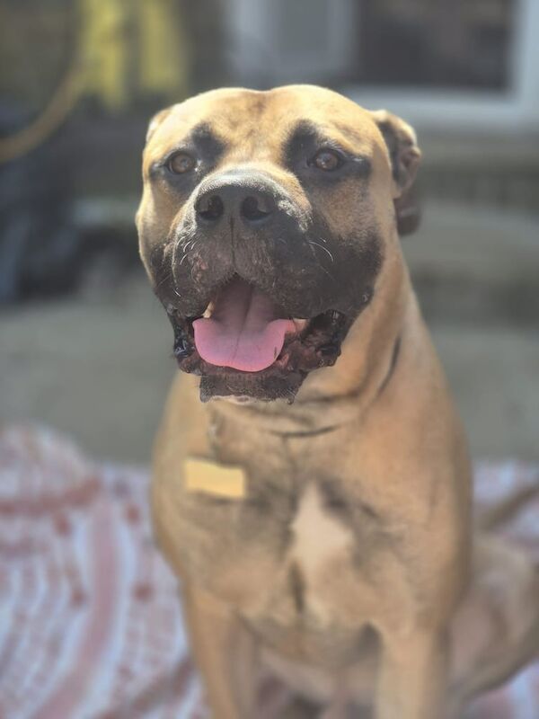 Mastiff puppies for sale in Blandford Forum, Dorset – 1 year old