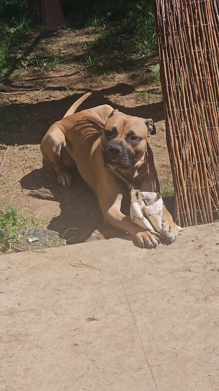 Mastiff puppies for sale in Blandford Forum, Dorset – 1 year old - Image 2 of 3