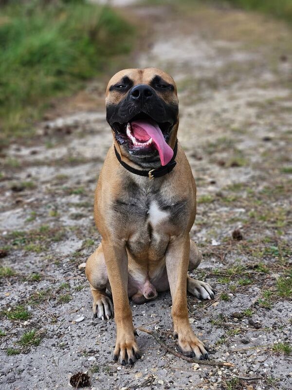 Mastiff puppies for sale in Blandford Forum, Dorset – 1 year old - Image 3 of 3