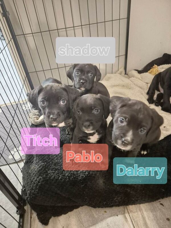 Mastiff puppies for sale in Gloucester, Gloucestershire – 8 weeks old
