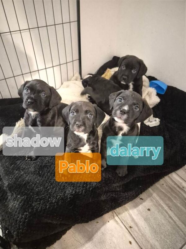 Puppies - Image 2 of 4