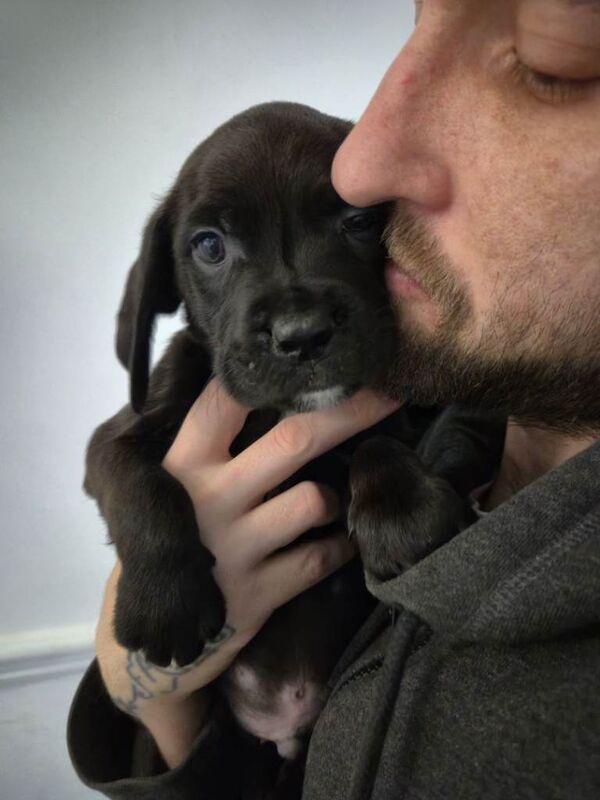 Puppies - Image 3 of 4