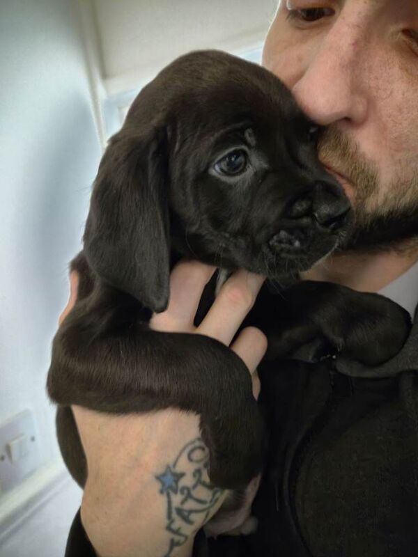 Puppies - Image 4 of 4