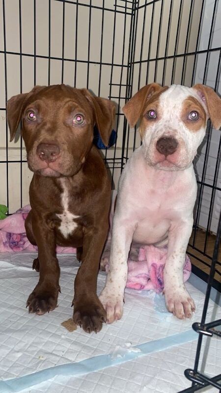 Puppies