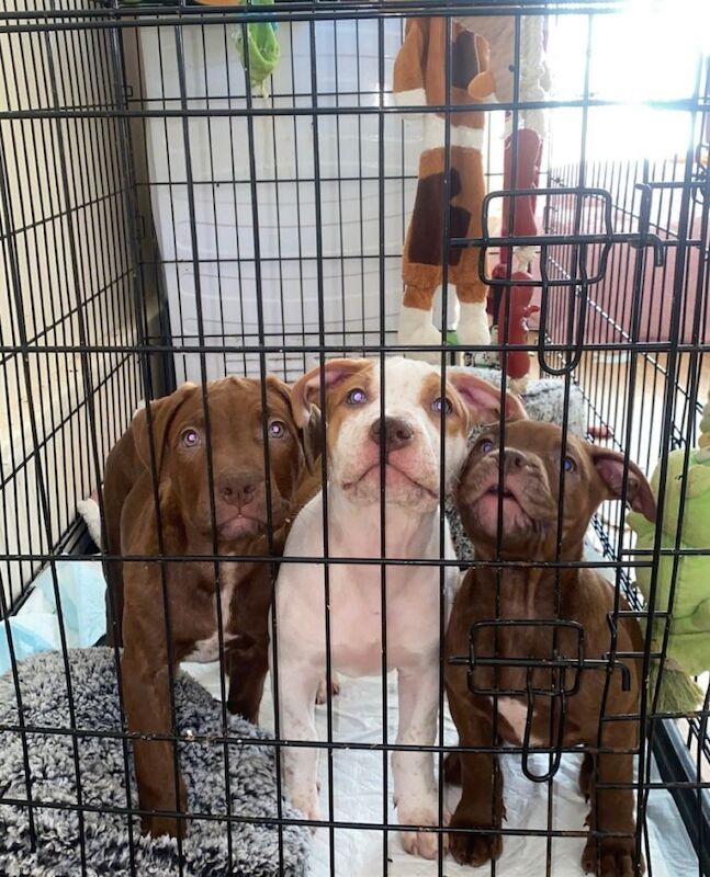 Puppies - Image 2 of 5