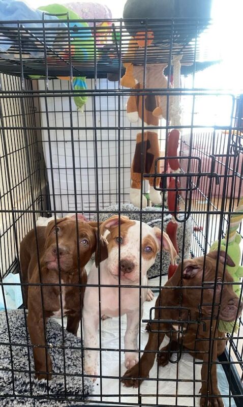 Puppies - Image 3 of 5