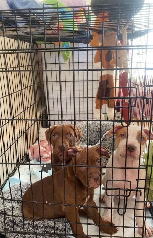 Puppies - Image 4 of 5