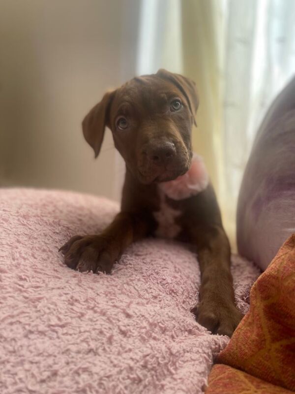 Puppies - Image 5 of 5