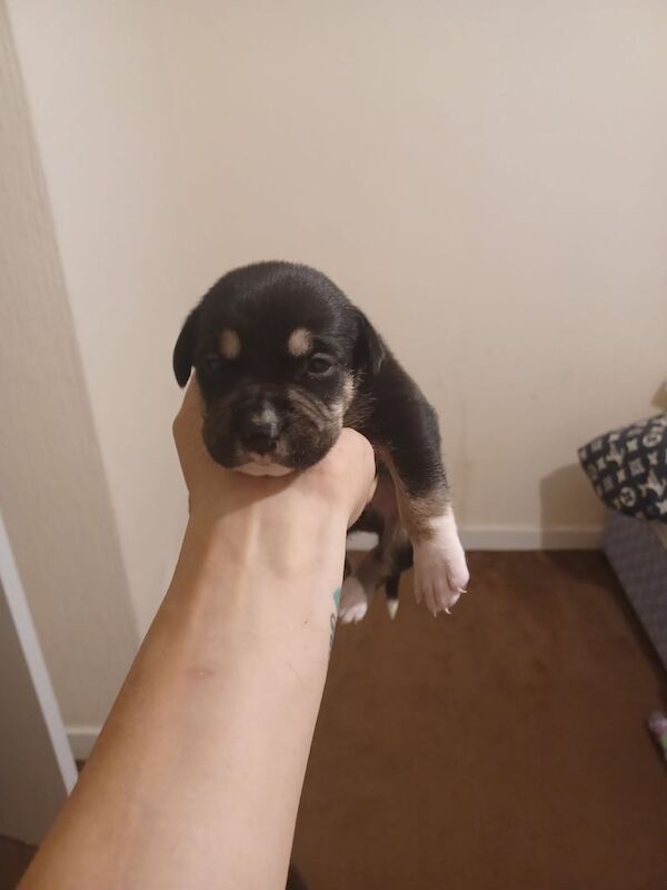 Mastiff Puppies For Sale