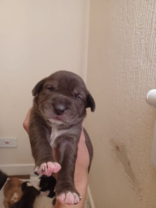 Mastiff puppies for sale in Rutherglen, Lanarkshire – 2 weeks old - Image 3 of 3