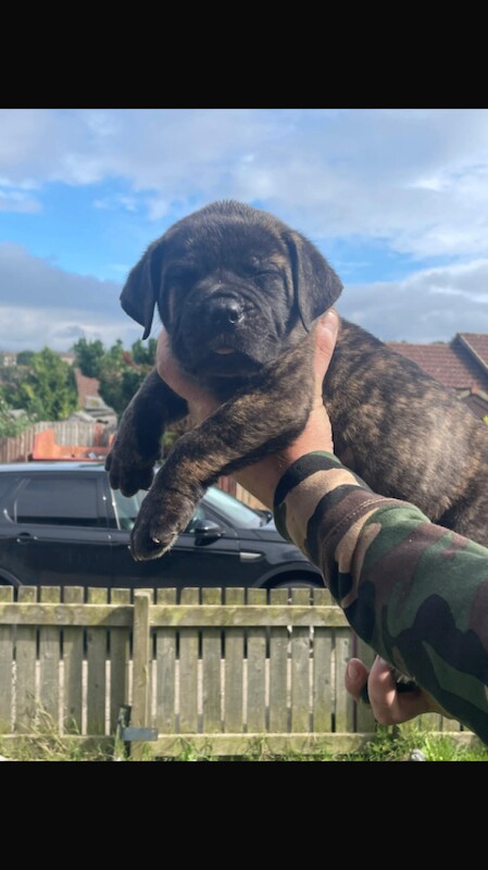 Puppy