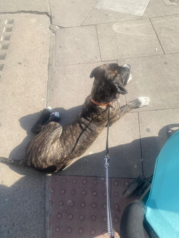 Mastiff puppies for sale in Kilburn, Greater London – 8 months old
