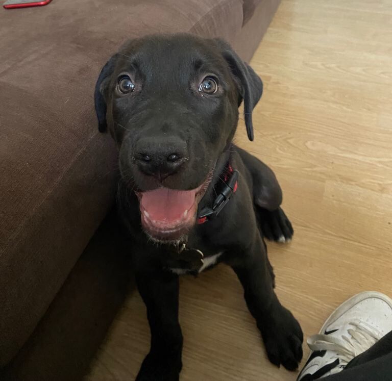 Mastiff Puppies For Sale