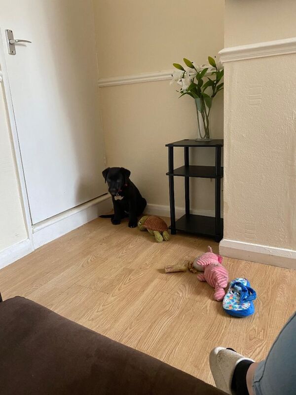 Serbian mastiff puppy - Image 4 of 4