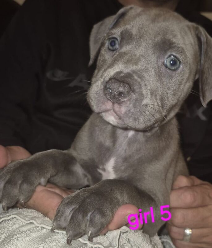 Mastiff puppies for sale in Alexandria, Dunbartonshire – 7 weeks old