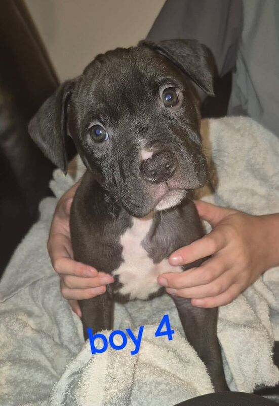 Mastiff puppies for sale in Alexandria, Dunbartonshire – 7 weeks old - Image 3 of 3