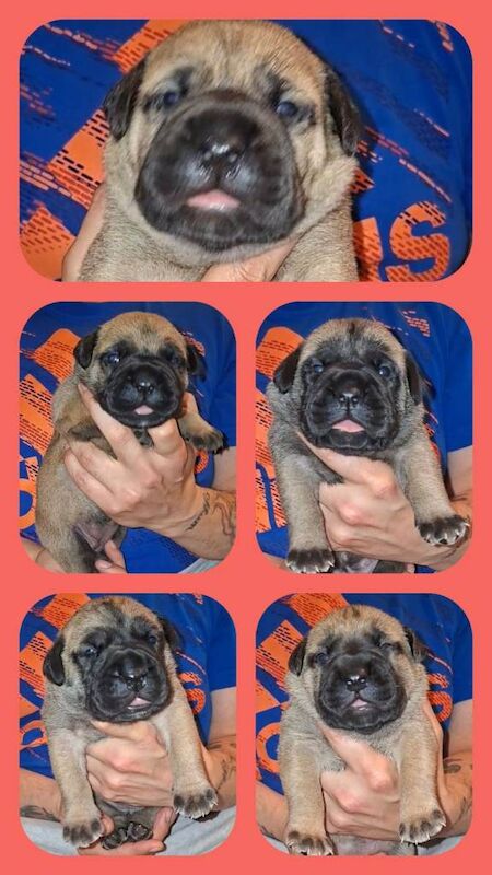 Mastiff Puppies For Sale