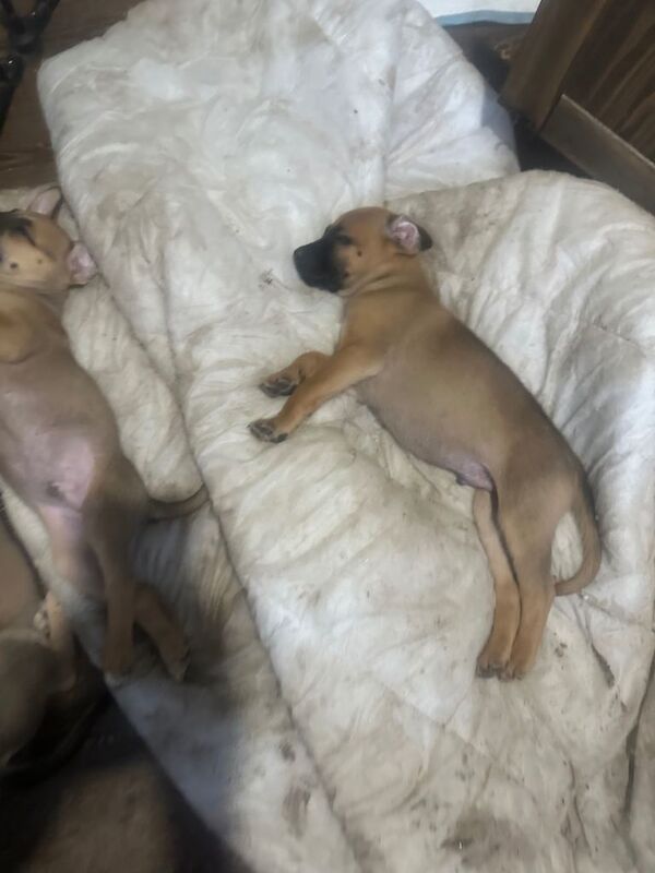 Stunning pups