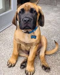 Mastiff puppies for sale in Basingstoke, Hampshire – 1 year old - Image 2 of 3