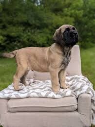 Mastiff puppies for sale in Basingstoke, Hampshire – 1 year old - Image 3 of 3