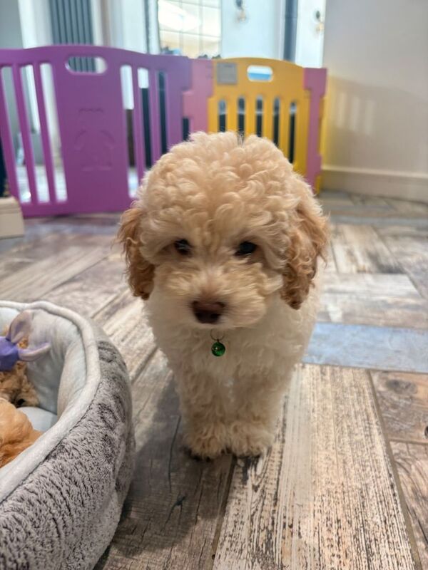 Toy Male Cavapoo Puppy