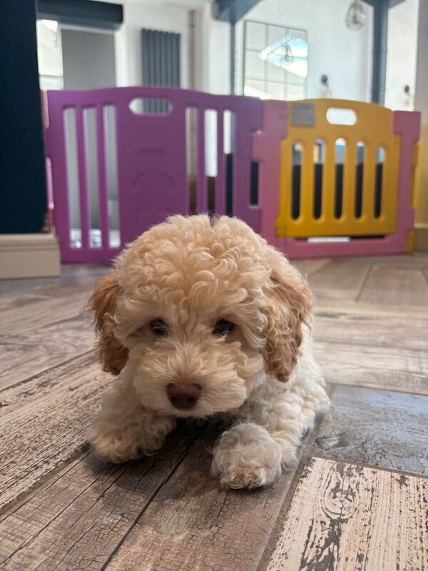 Toy Male Cavapoo Puppy - Image 2 of 6
