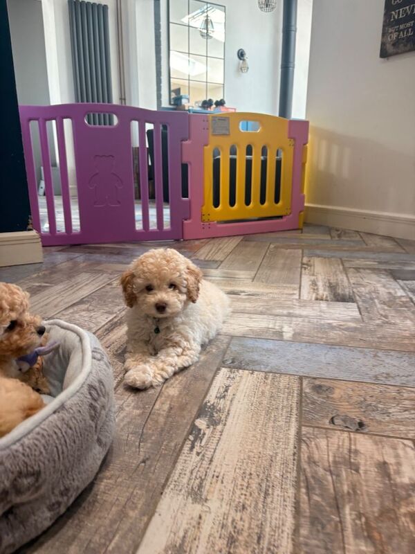 Toy Male Cavapoo Puppy - Image 3 of 6