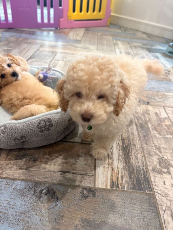 Toy Male Cavapoo Puppy - Image 4 of 6