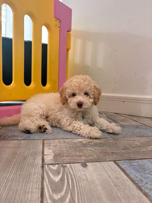 Toy Male Cavapoo Puppy - Image 5 of 6