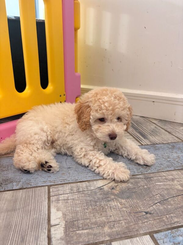 Toy Male Cavapoo Puppy - Image 6 of 6